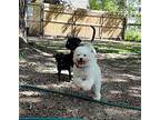 Mr. Fluffington Bichon Frise Adult Male