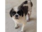 Adopt Maybelle a Shih Tzu