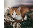 Patty Domestic Mediumhair Kitten Female