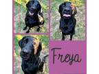 Adopt Fleur - Freya a Labrador Retriever