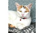THUMBELINA FOSTER OR FOREVER HOME NEEDED ASAP Calico Adult Female