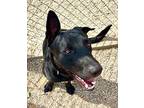 Rowdy Labrador Retriever Adult Male