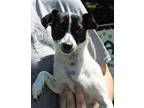 Goldie 40077 Chihuahua Adult Female