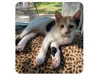 Lady Bug Domestic Shorthair Kitten Female