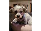 Adopt Sadie Sue a Yorkshire Terrier, Terrier
