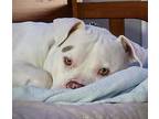 Zeus American Bulldog Young Male