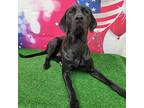 Guinness Labrador Retriever Adult Male