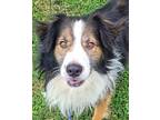 Gunner Australian Shepherd Adult Male