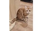 Adopt Tiger Lily a Domestic Short Hair, Tabby
