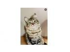 Adopt Mal Mal a Domestic Long Hair, Tabby
