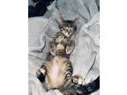 Adopt Rose a Domestic Medium Hair, Tabby