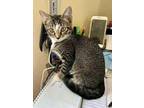 Adopt Skye Solis a Domestic Short Hair, Tabby