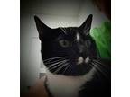 Tiny Tim Domestic Shorthair Young Male