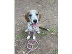 Stella Beagle Puppy Female
