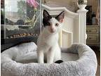 Nova Domestic Shorthair Kitten Female
