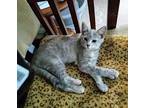 Noelle Domestic Shorthair Kitten Female