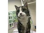 Bean Domestic Shorthair Senior Female