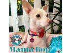 Miss Mama Bop Chihuahua Adult Female