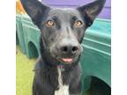 Adopt Jaycee a Australian Kelpie, Retriever