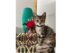 Adopt Baxter a Domestic Short Hair, Tabby