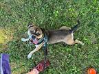 Bugsy Bee English Bulldog Adult Male