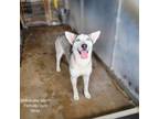 Adopt Milkshake a Siberian Husky
