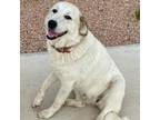 Adopt Calypso a Great Pyrenees