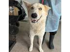 Adopt Madam Zeroni a Husky, Shepherd