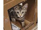 Ijcoma Domestic Shorthair Kitten Female