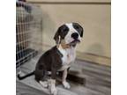 Adopt Bagel - Shy, but sweet! Likes dogs and people! Adopt $50!