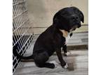Adopt Pearl - Playful & Silly! Loves people and dogs! $50 to adopt!