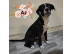 Adopt AJ - Silly & Playful! Likes dogs and people! Adopt $50! a Pit Bull Terrier