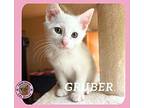 Gruber Domestic Shorthair Kitten Female