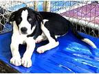 PUPPY NIXON Labrador Retriever Young Male