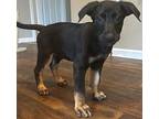 Bruce Doberman Pinscher Puppy Male