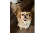 Adopt Brooklyn a Tibetan Spaniel, Mixed Breed