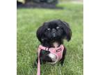 Adopt Amethyst a Pekingese