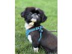Adopt Emerald a Pekingese