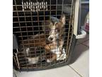 Adopt Minnie a Jack Russell Terrier