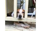 Adopt Mama tried a Beagle
