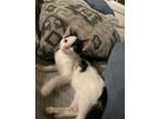 Adopt Moo-Moo a American Shorthair