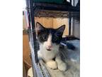 Adopt Chums a Domestic Short Hair