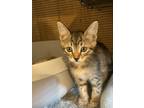 Adopt Dipsy a Domestic Short Hair