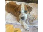 Stripe Mixed Breed (Medium) Puppy Female