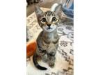 Adopt Tabbytha a Tabby