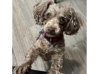 Adopt Maggie a Poodle
