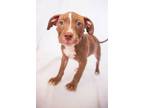 Adopt Beth a Pit Bull Terrier