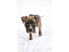 Adopt Dot a Pit Bull Terrier