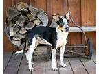 BLUEBERRY Australian Cattle Dog Young Female