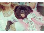 Greta Pug Adult Female